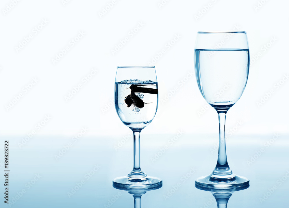 fish in drinking glass looking for rise and improvement concept fish in drinking glass looking for rise and improvement concept