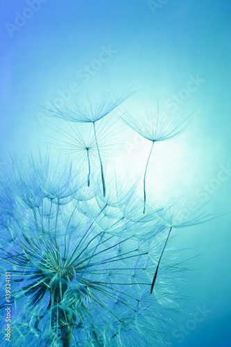 dandelion on a blue background