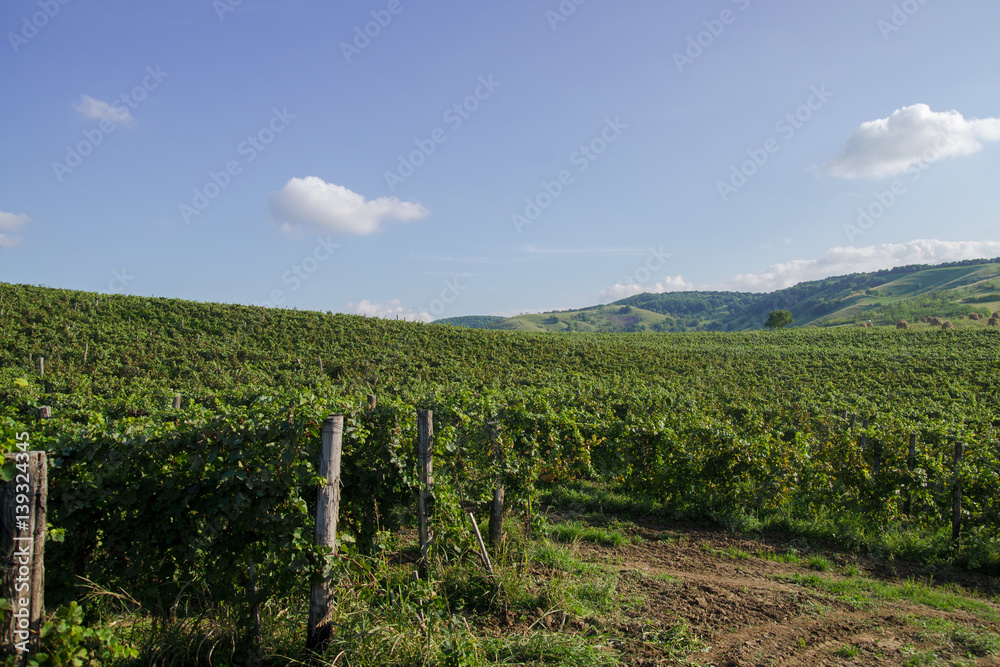 Vineyard on a hill