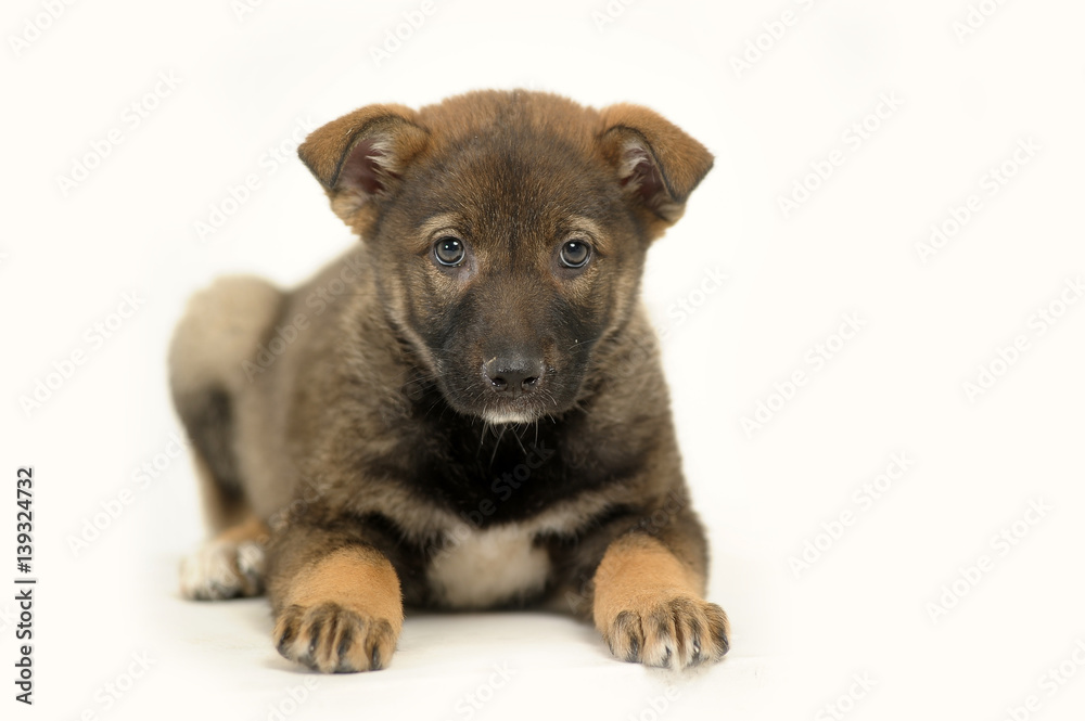 Half-breed shepherd puppy Half-breed shepherd puppy