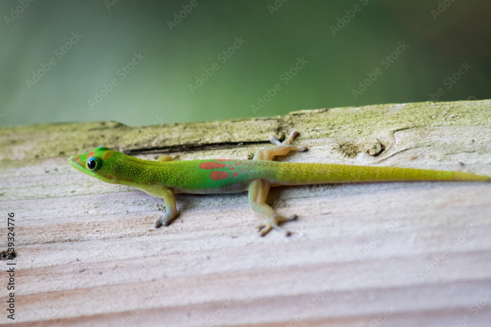 Fototapeta premium gruener Gecko auf Holz