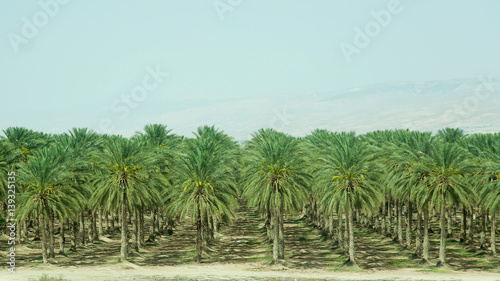palm in israeli kibbutz photo