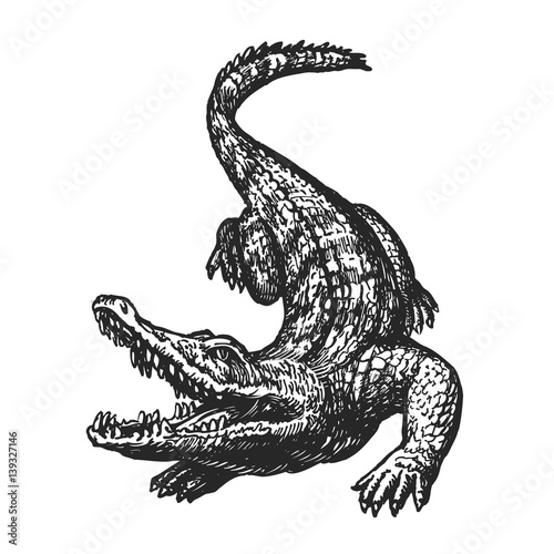 Hand drawn angry crocodile with open mouth, sketch. Croc, giant alligator, gator vector illustration