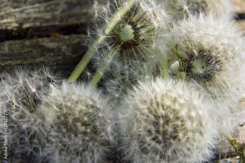 dandelions on a table