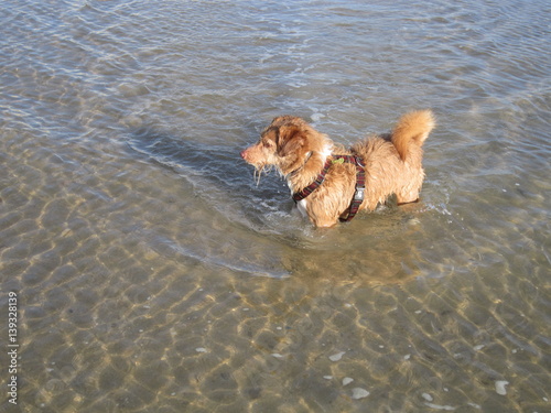 Este perrito adora el mar photo