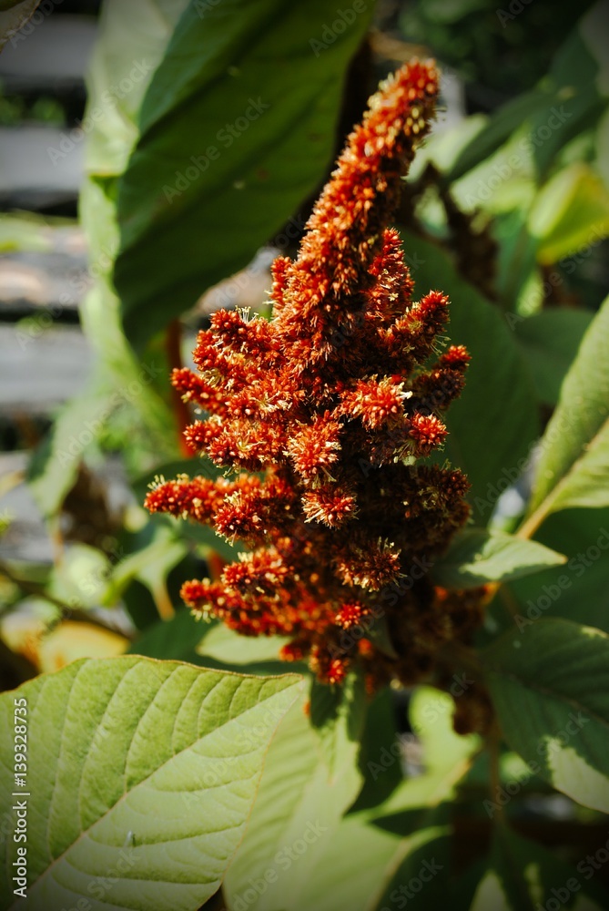 Unusual flower/ flower amaranth Unusual flower/ flower amaranth
