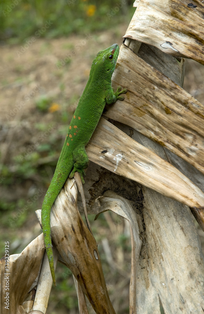 Naklejka premium Gecko de Madagascar, Phelsuma madagascariensis, Madagascar