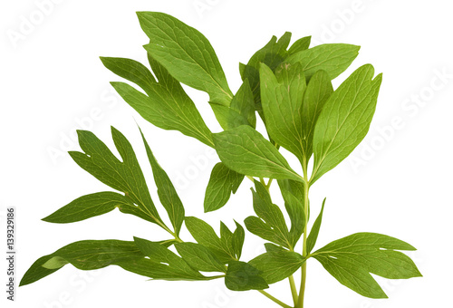 Peony leaf isolated on white background