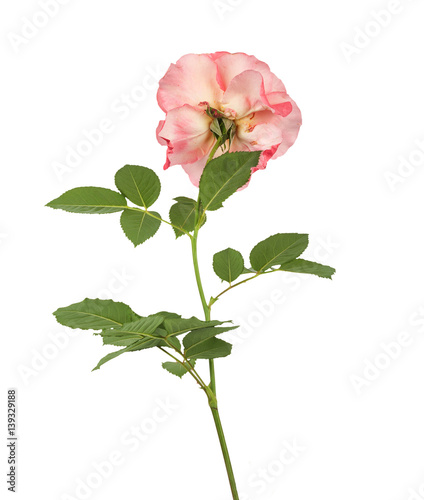 Beautiful pink roses for design isolated