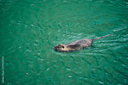 Swimming animal
