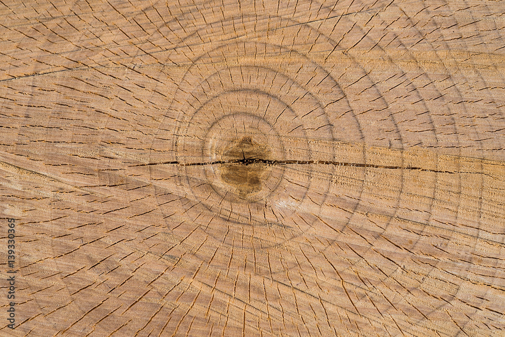Fototapeta premium Baumscheibe