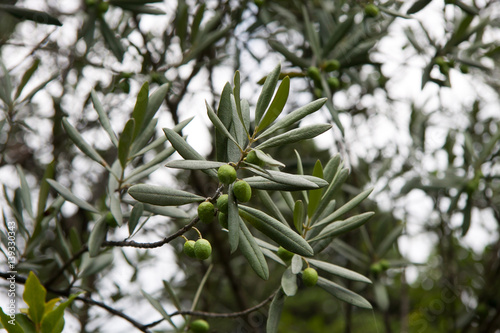 branch the olive tree the summer cloudy day