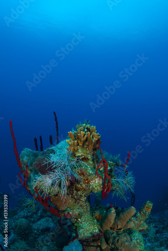 Fototapeta Naklejka Na Ścianę i Meble -  Coral reefs that lie in the tropical caribbean sea are marine habitats for a diverse ecosystem. the warm blue water makes the perfect environment for this natural beauty
