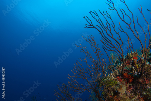 Coral reefs that lie in the tropical caribbean sea are marine habitats for a diverse ecosystem. the warm blue water makes the perfect environment for this natural beauty