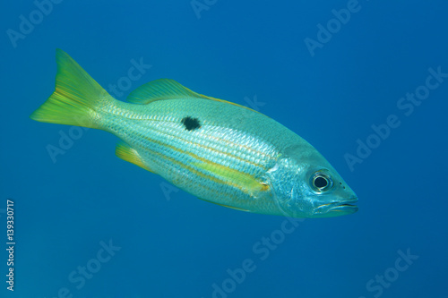 Dory snapper fish