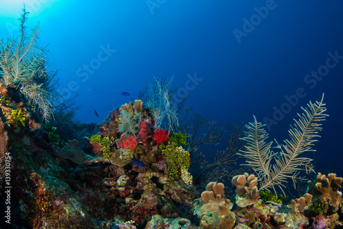 Coral reefs that lie in the tropical caribbean sea are marine habitats for a diverse ecosystem. the warm blue water makes the perfect environment for this natural beauty