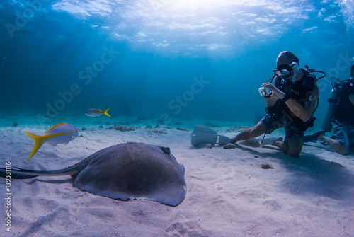 A southern stingray watches a scuba diver who is photographing it in the shallow blue water of grand Cayman in the Caribbean. This location is a popular underwater tourist attraction for snorkelers an photo