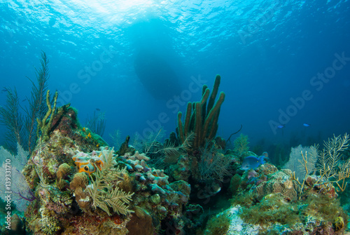 Coral reefs that lie in the tropical caribbean sea are marine habitats for a diverse ecosystem. the warm blue water makes the perfect environment for this natural beauty © drew
