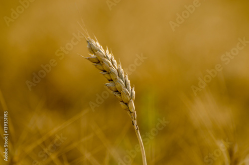 Wheat