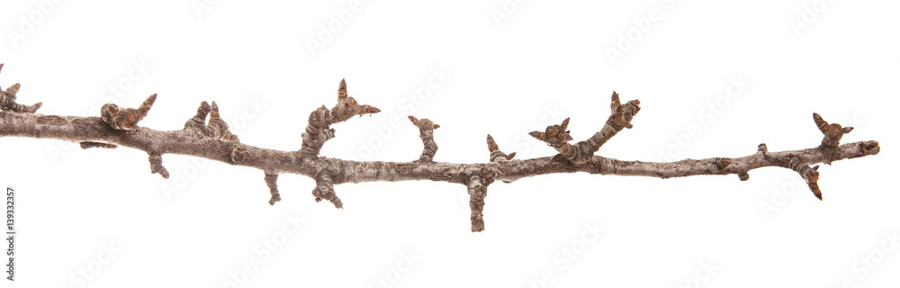 branch of a pear tree without leaves. Isolated on white background branch of a pear tree without leaves. Isolated on white background