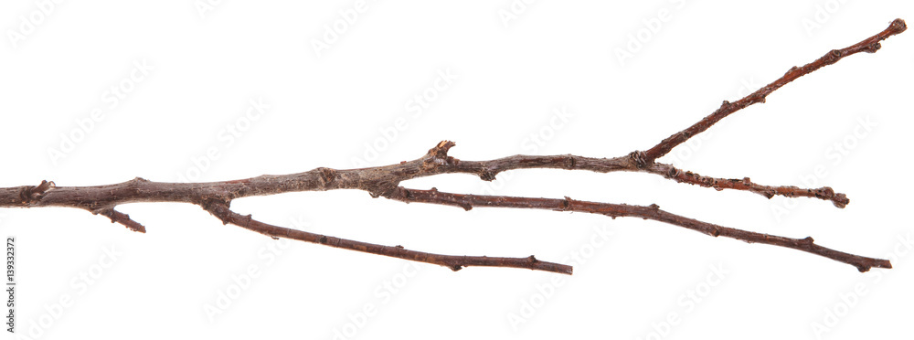 dry thin branches of the tree. isolated on white background
