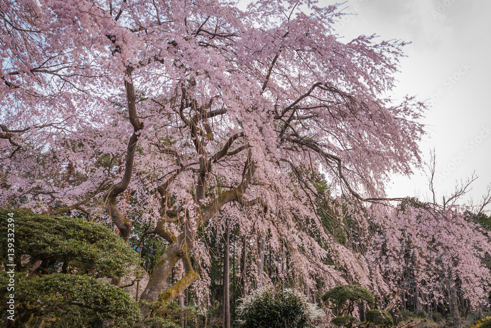 Large Weeping Cherry Tree in spring,Japan Large Weeping Cherry Tree in spring,Japan