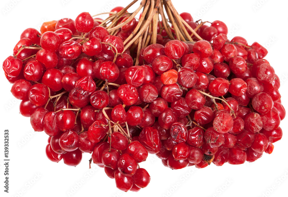 bunch of red berries Viburnum. Isolated on white background bunch of red berries Viburnum. Isolated on white background