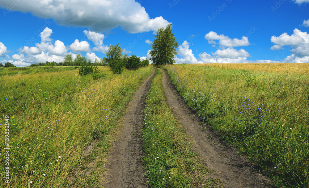 Fototapeta premium Sunny summer landscape