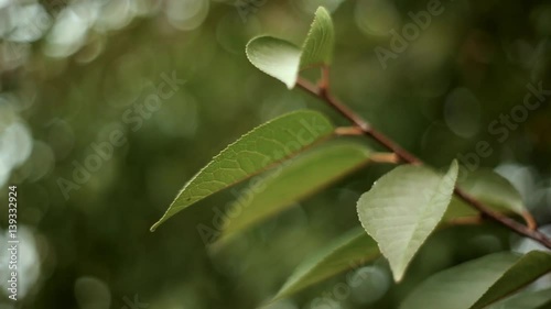 Beautiful Fresh Cherry