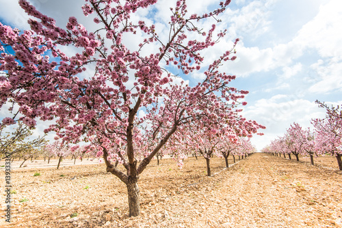 Tela Spring blossom orchard. Beautiful nature scene  blooming tree .