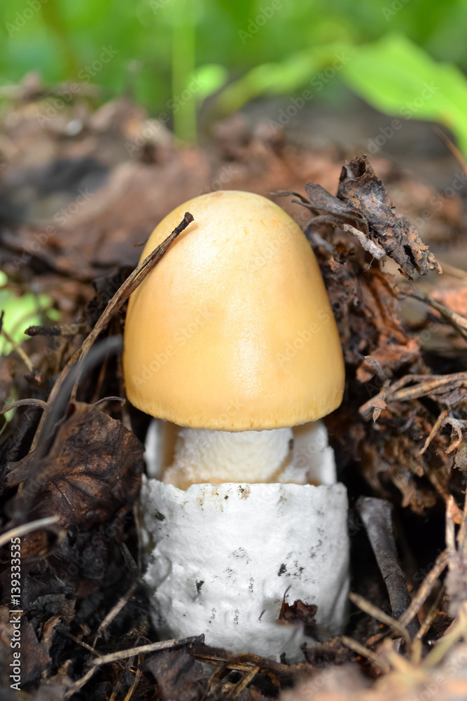 Young poisonous mushroom in the natural environment, grows in last year's leaves. Selective focus. Young poisonous mushroom in the natural environment, grows in last year's leaves. Selective focus.