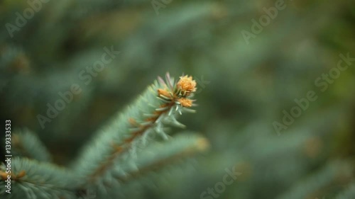 Background of Christmas tree branches
