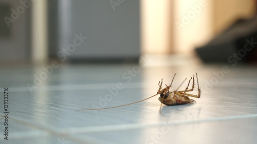 Dead cockroach on the floor