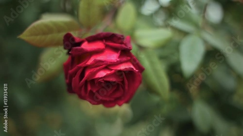 Red roses close up. Background.