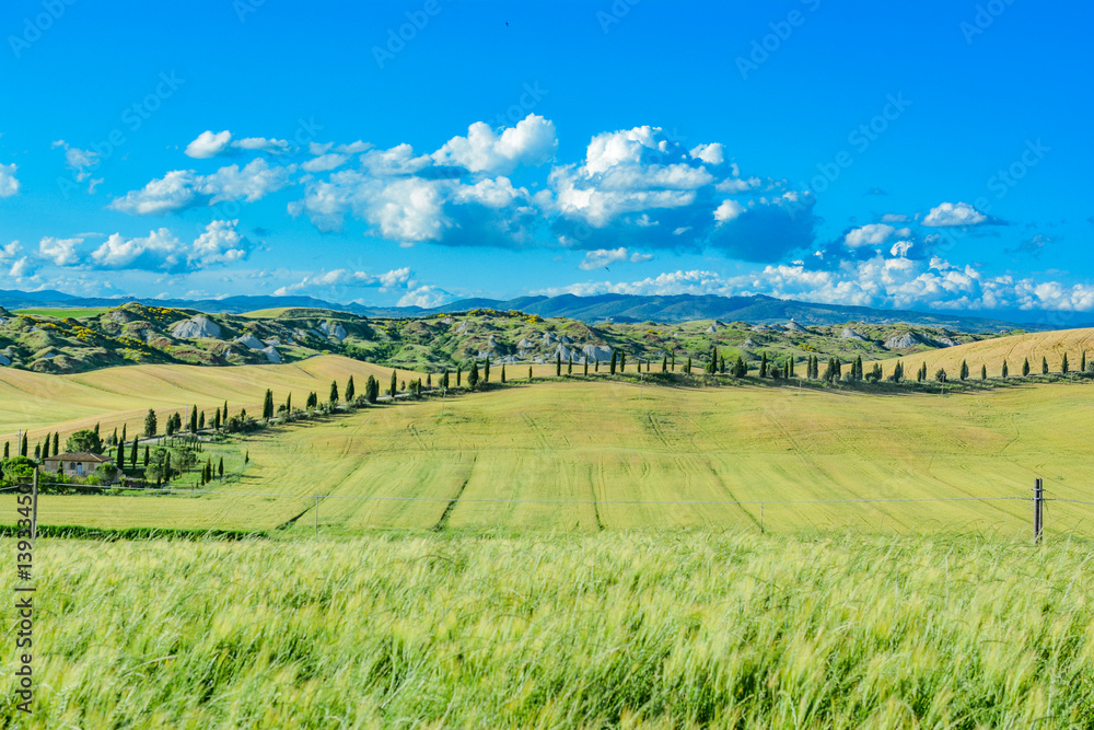 Tuscan hills in the spring