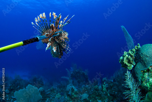 Foto This invasive red lionfish has been captured by a scuba diver who wants to remov