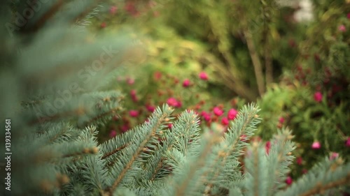Background of Christmas tree branches. focus displacement