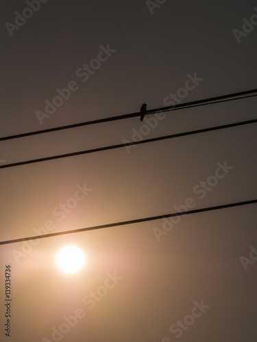 Bird Perched a Wire Behind The Sun