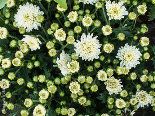 White Chrysanthemum  Flowers Blooming photo