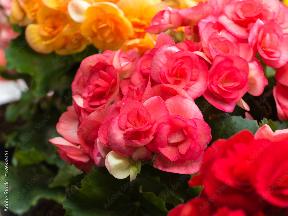 Pink Begonia Flower Blooming