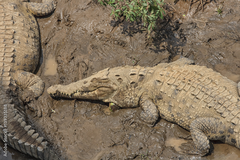 Obraz premium Two crocodiles