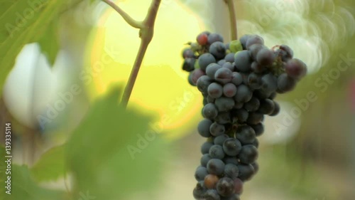ripening grape clusters on the vine