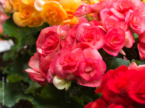 Pink Begonia Flower Blooming