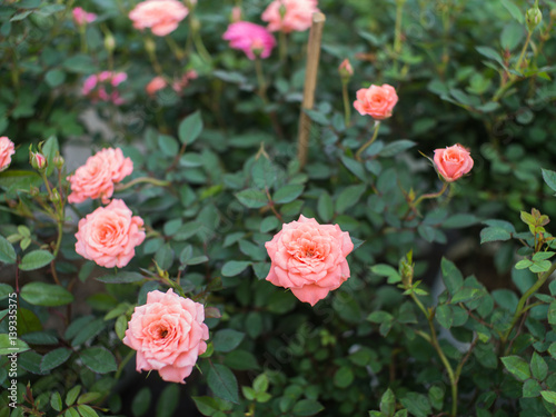 Orange Pink Rose Flower Blooming