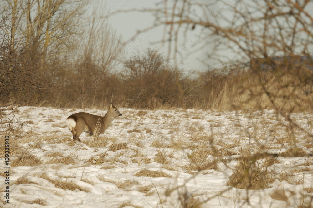 Cute deer In snow Landscape, Amager Fælled/Copenhagen, Denmark, Feb. 2017 Cute deer In snow Landscape, Amager Fælled/Copenhagen, Denmark, Feb. 2017