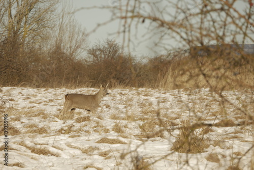 Deer Chilling in stunning snow Landscape, Amager Fælled/Copenhagen, Denmark Feb. 2017 photo