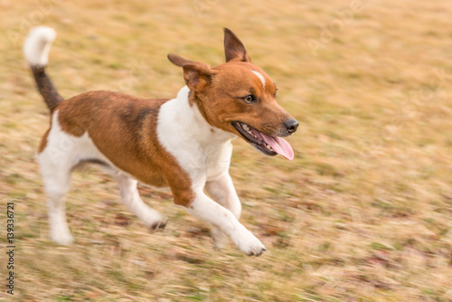 Fototapeta Naklejka Na Ścianę i Meble -  Hund rennt - Jack Russell Terrier (Mitzieher)