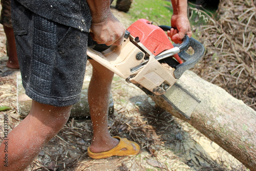 Workers are using a chainsaw sawing trees with sawdust around.  © THANAGON