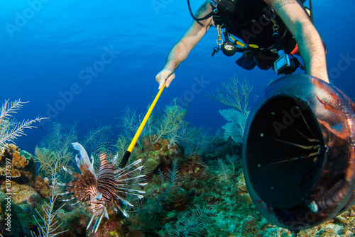 A scuba diver hunts underwater for invasive lionfish in order to remove them from the tropical caribbean reef. The environmentally destructive species is often sold to restaurants for people to eat photo