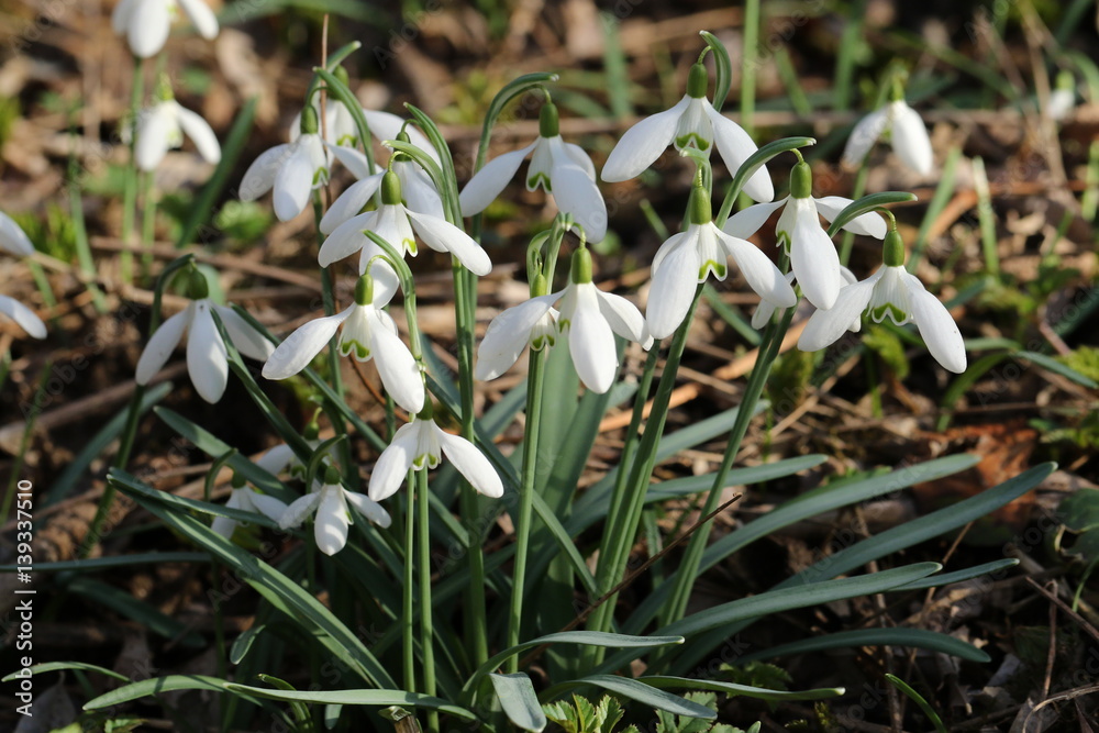 Fototapeta premium Snowdrops in bloom